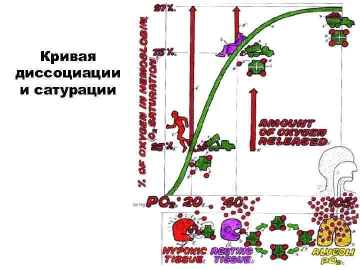 Кривая диссоциации и сатурации 