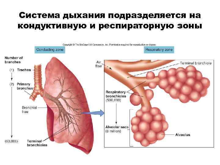 Система дыхания подразделяется на кондуктивную и респираторную зоны 