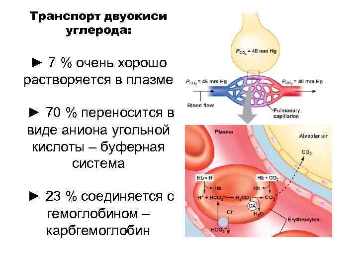 Транспорт двуокиси углерода: ► 7 % очень хорошо растворяется в плазме ► 70 %