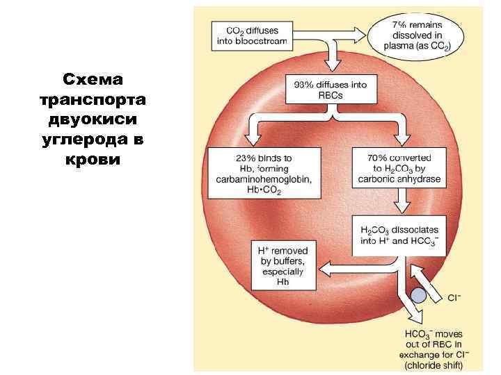 Схема транспорта двуокиси углерода в крови 
