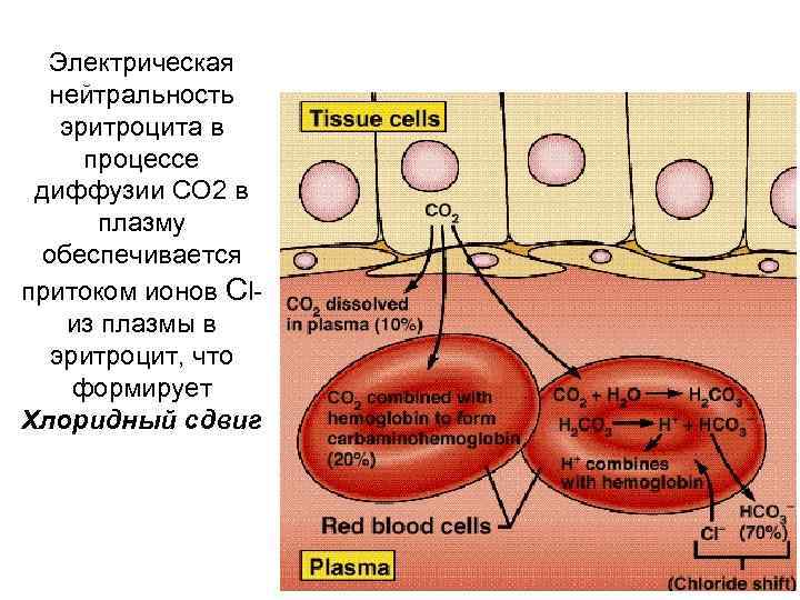 Электрическая нейтральность эритроцита в процессе диффузии СО 2 в плазму обеспечивается притоком ионов Cl