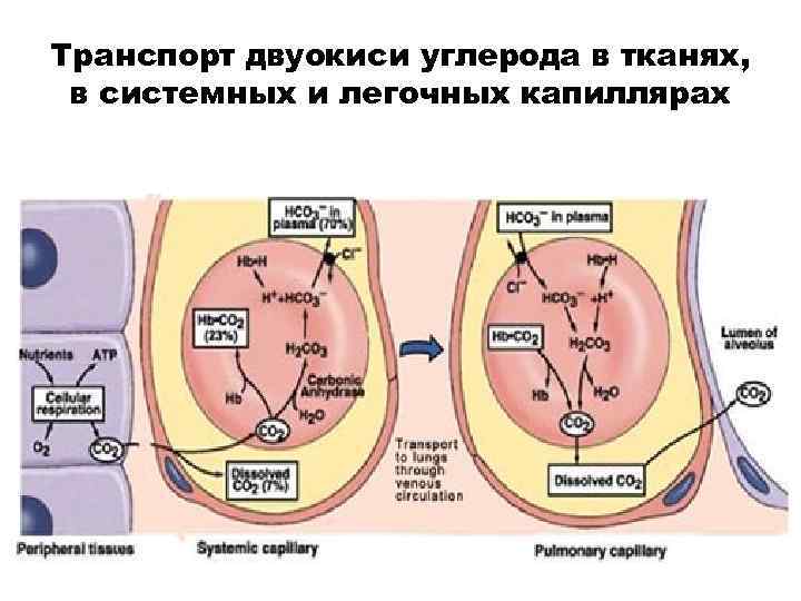 Транспорт двуокиси углерода в тканях, в системных и легочных капиллярах 