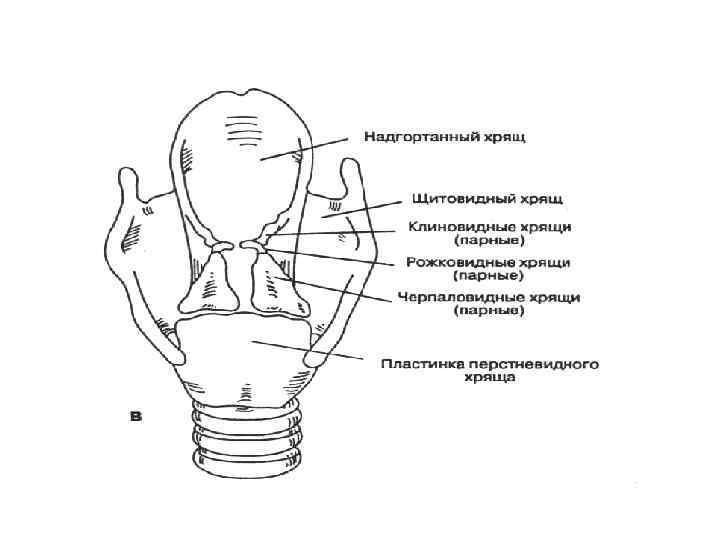 Строение гортани рисунок