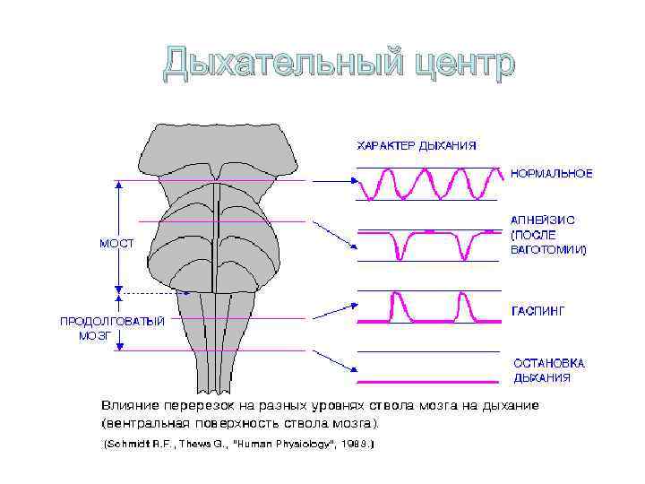 Дыхательный центр 