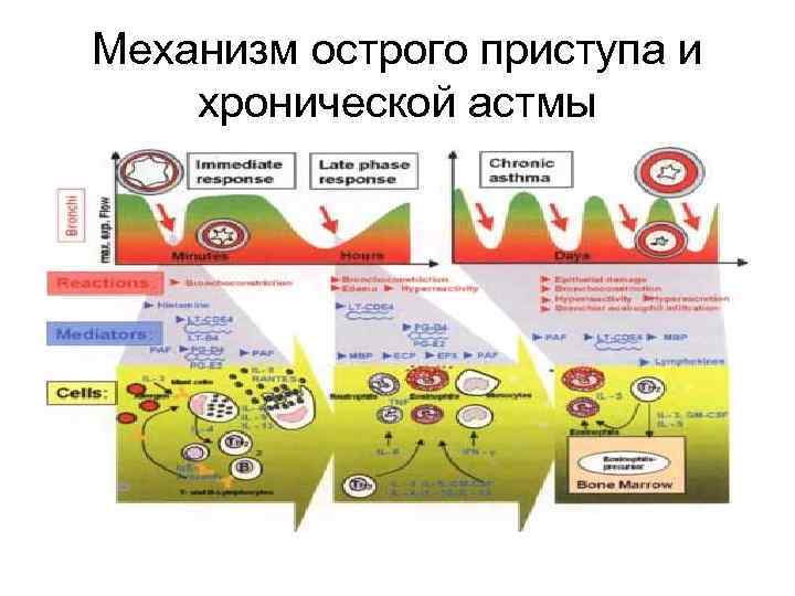 Механизм острого приступа и хронической астмы 