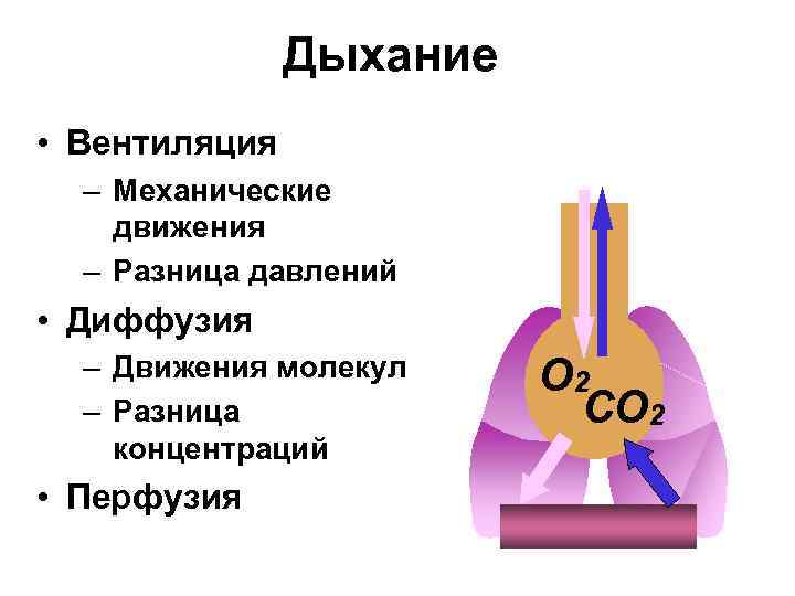 Диффузия в дыхании. Перфузия и вентиляция. Вентиляция диффузия перфузия. Диффузия и перфузия в легких. Перфузия газов в легких.