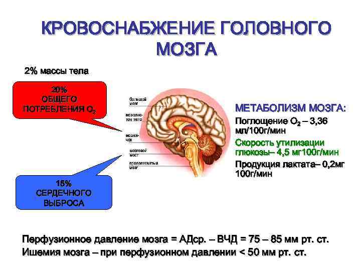 КРОВОСНАБЖЕНИЕ ГОЛОВНОГО МОЗГА 2% массы тела 20% ОБЩЕГО ПОТРЕБЛЕНИЯ О 2 15% СЕРДЕЧНОГО ВЫБРОСА