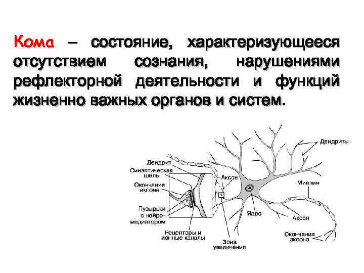 Кома – состояние, характеризующееся отсутствием сознания, нарушениями рефлекторной деятельности и функций жизненно важных органов