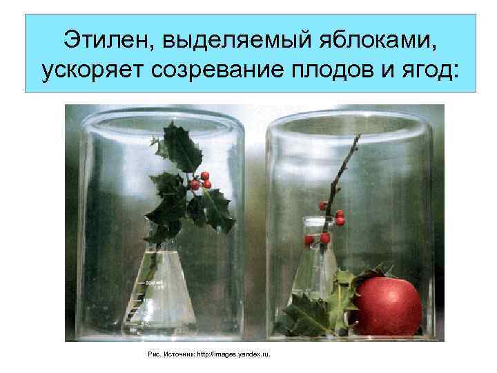 Этилен, выделяемый яблоками, ускоряет созревание плодов и ягод: Рис. Источник: http: //images. yandex. ru.