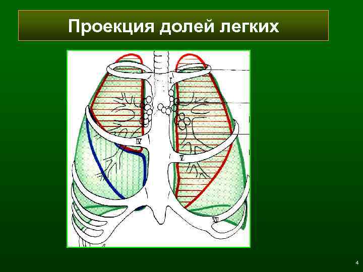 Проекция долей легких 4 