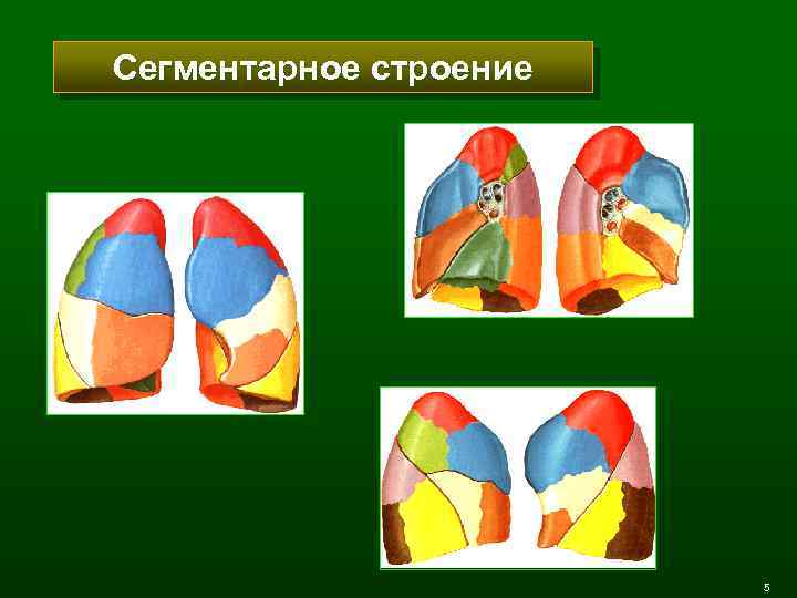 Сегментарное строение 5 