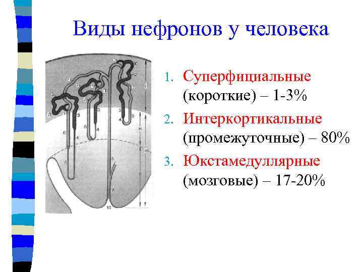 Типы нефронов схема