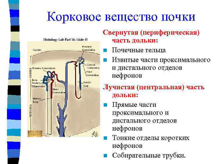 Почечное тельце корковое вещество