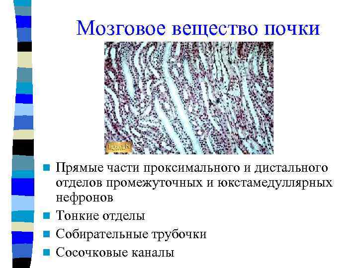 Мозговое вещество почки Прямые части проксимального и дистального отделов промежуточных и юкстамедуллярных нефронов n