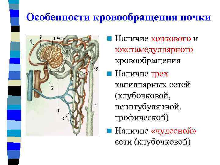 Двойная капиллярная сеть в почках схема