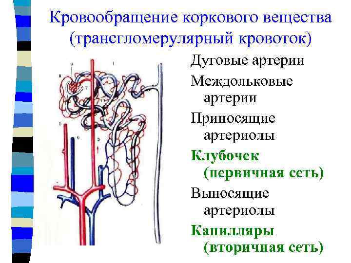 Кровообращение коркового вещества (трансгломерулярный кровоток) Дуговые артерии Междольковые артерии Приносящие артериолы Клубочек (первичная сеть)