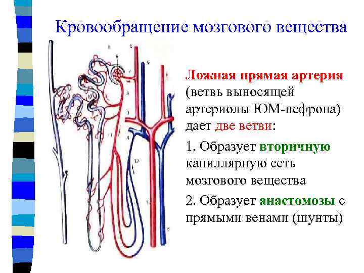 Кровообращение мозгового вещества Ложная прямая артерия (ветвь выносящей артериолы ЮМ-нефрона) дает две ветви: 1.
