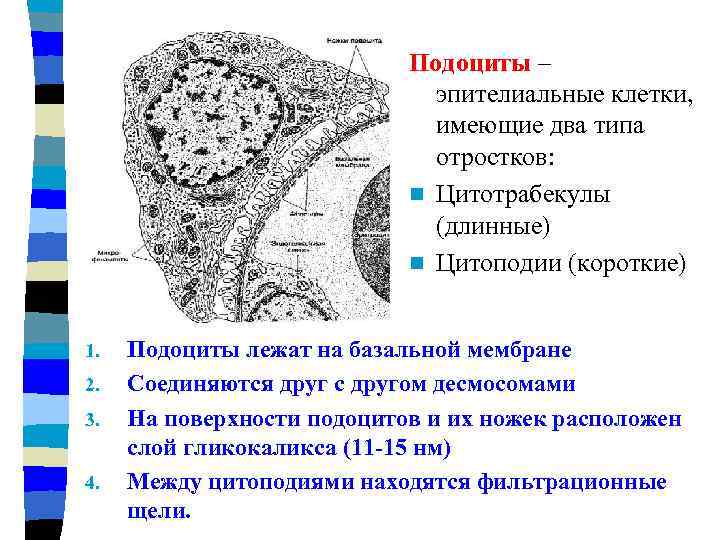 Подоциты – эпителиальные клетки, имеющие два типа отростков: n Цитотрабекулы (длинные) n Цитоподии (короткие)
