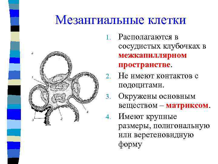 Мезангиальные клетки Располагаются в сосудистых клубочках в межкапиллярном пространстве. 2. Не имеют контактов с