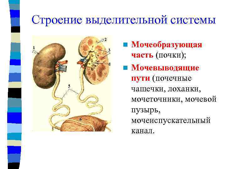 Рассмотрите схему мочевыделительной системы и опишите строение и функции почек мочеточников