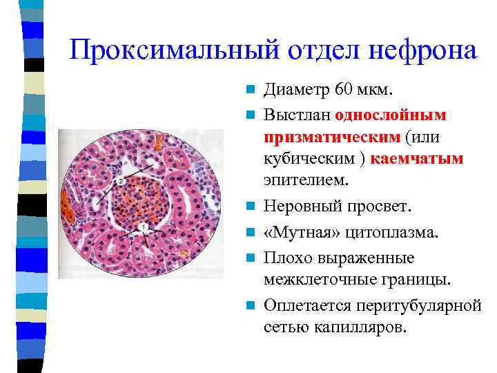 Проксимальный отдел нефрона n n n Диаметр 60 мкм. Выстлан однослойным призматическим (или кубическим