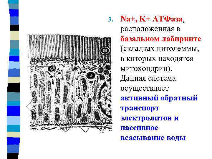 3. Na+, K+ АТФаза, расположенная в базальном лабиринте (складках цитолеммы, в которых находятся митохондрии).