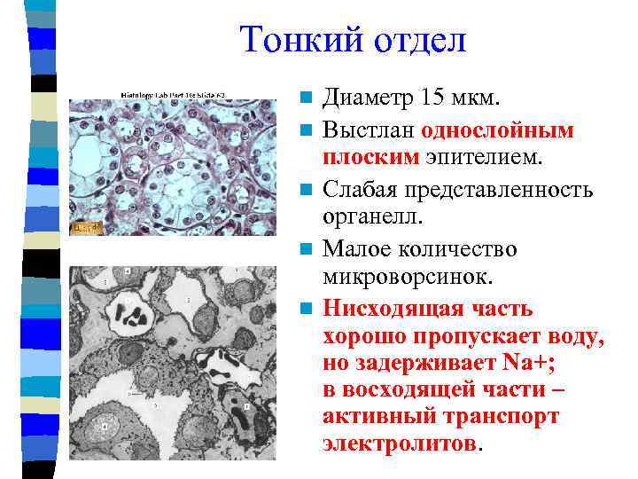 Тонкий отдел n n n Диаметр 15 мкм. Выстлан однослойным плоским эпителием. Слабая представленность
