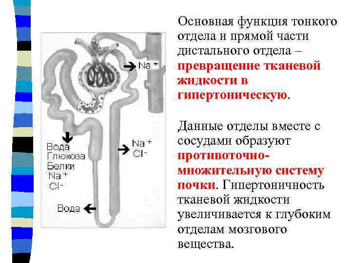 Основная функция тонкого отдела и прямой части дистального отдела – превращение тканевой жидкости в