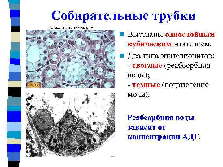 Собирательные трубки Выстланы однослойным кубическим эпителием. n Два типа эпителиоцитов: - светлые (реабсорбция воды);