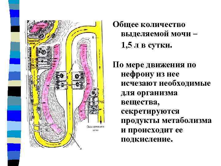 Общее количество выделяемой мочи – 1, 5 л в сутки. По мере движения по