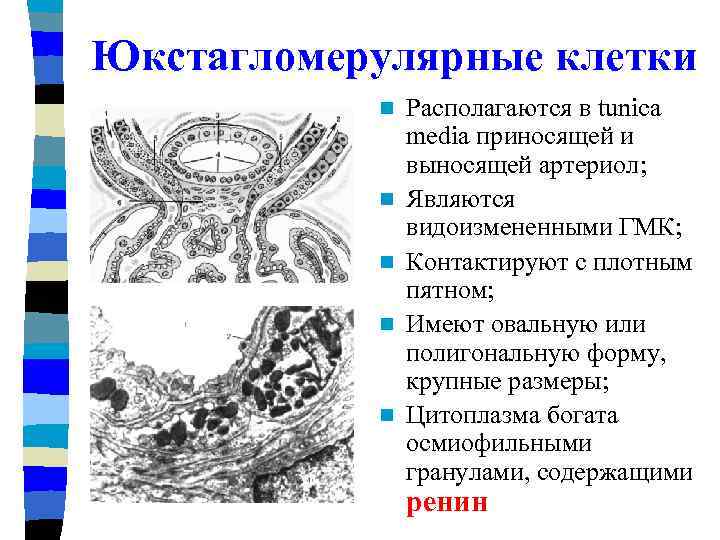 Юкстагломерулярные клетки n n n Располагаются в tunica media приносящей и выносящей артериол; Являются