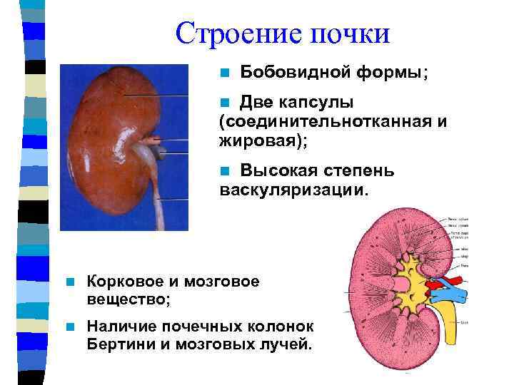 Строение почки n Бобовидной формы; Две капсулы (соединительнотканная и жировая); n Высокая степень васкуляризации.
