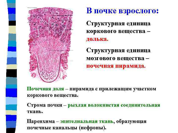 Паренхима почек состоит из. Строма почки гистология. Строма мозгового вещества почки. Паренхима и корковое вещество почки. Почечная паренхима и Строма.