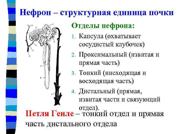 Какая структурная единица почки изображена на рисунке что обозначено цифрой 5