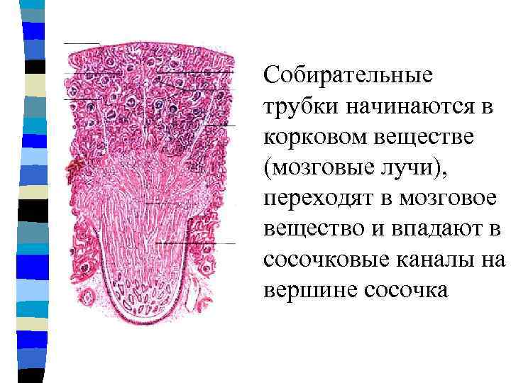 Собирательные трубки начинаются в корковом веществе (мозговые лучи), переходят в мозговое вещество и впадают