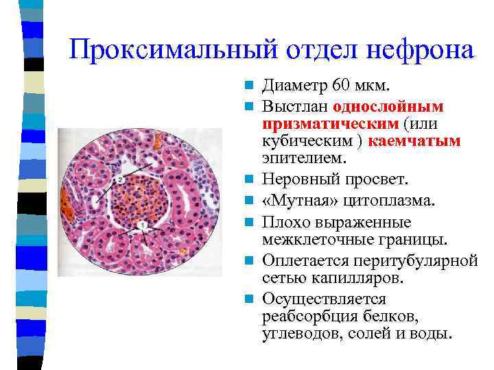 Проксимальный отдел нефрона n n n n Диаметр 60 мкм. Выстлан однослойным призматическим (или