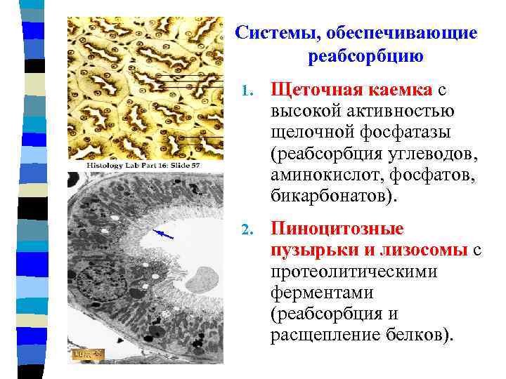 Системы, обеспечивающие реабсорбцию 1. Щеточная каемка с высокой активностью щелочной фосфатазы (реабсорбция углеводов, аминокислот,