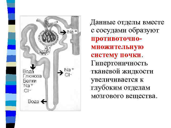 Данные отделы вместе с сосудами образуют противоточномножительную систему почки. Гипертоничность тканевой жидкости увеличивается к