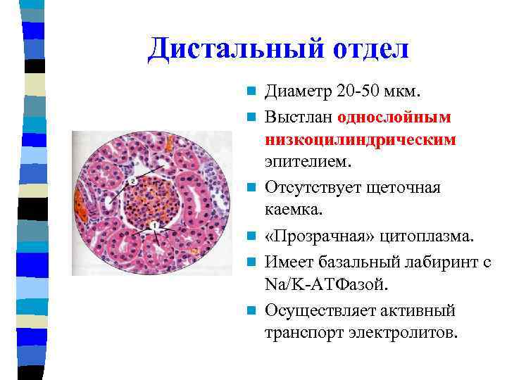 Дистальный отдел n n n Диаметр 20 -50 мкм. Выстлан однослойным низкоцилиндрическим эпителием. Отсутствует