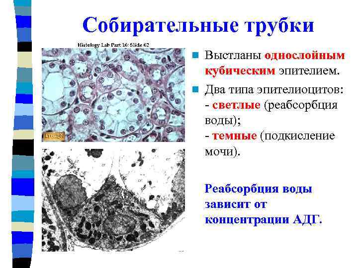Собирательные трубки Выстланы однослойным кубическим эпителием. n Два типа эпителиоцитов: - светлые (реабсорбция воды);