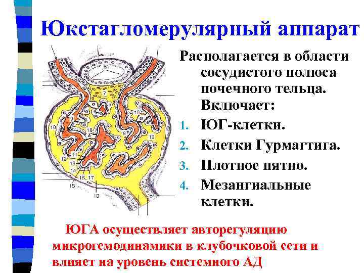 Состав почечного тельца