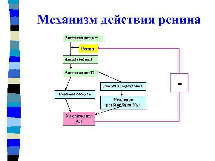 Механизм действия ренина Ангиотензиноген Ренин Ангиотензин II Синтез альдостерона Сужение сосудов Усиление реабсорбции Na+