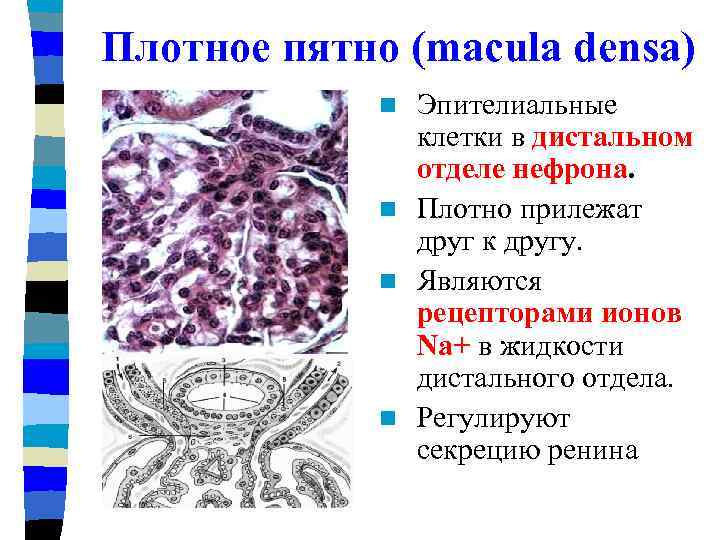 Плотное пятно (macula densa) Эпителиальные клетки в дистальном отделе нефрона. n Плотно прилежат друг
