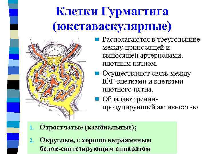 Клетки Гурмагтига (юкставаскулярные) Располагаются в треугольнике между приносящей и выносящей артериолами, плотным пятном. n