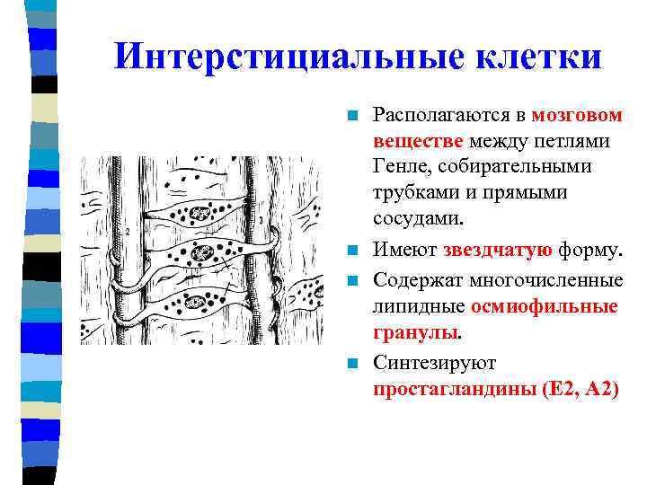 Интерстициальные клетки Располагаются в мозговом веществе между петлями Генле, собирательными трубками и прямыми сосудами.