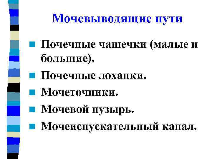 Мочевыводящие пути n n n Почечные чашечки (малые и большие). Почечные лоханки. Мочеточники. Мочевой