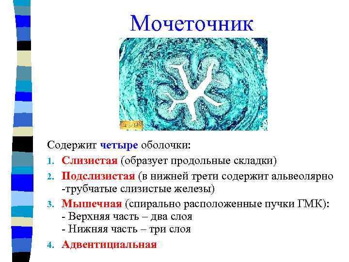 Мочеточник Содержит четыре оболочки: 1. Слизистая (образует продольные складки) 2. Подслизистая (в нижней трети