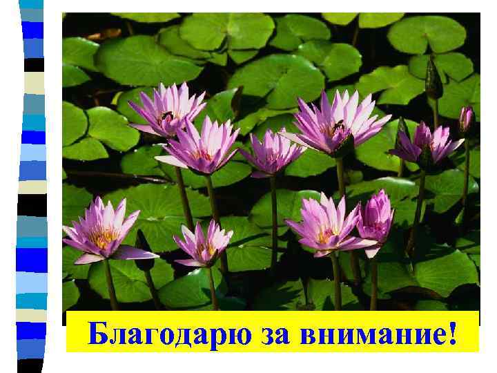 Благодарю за внимание! 