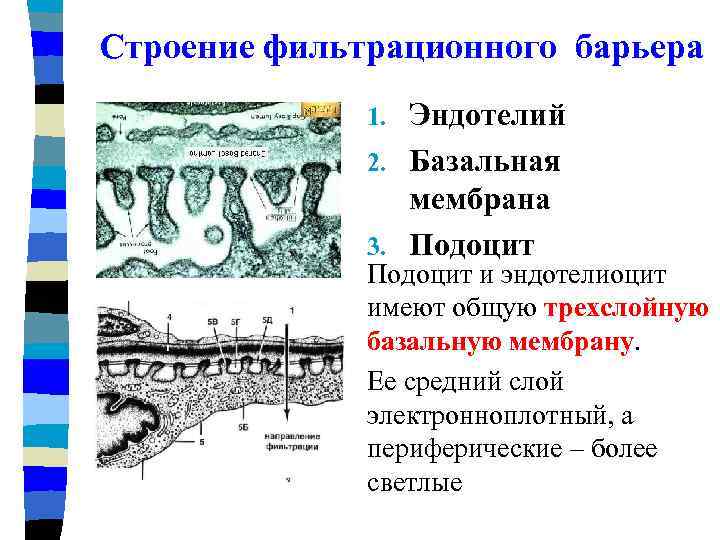 Фильтрационная мембрана почки схема