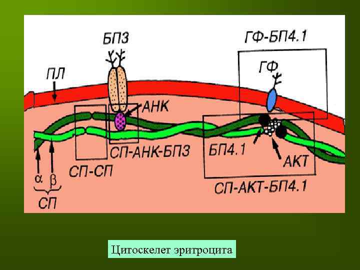 Цитоскелет эритроцита 